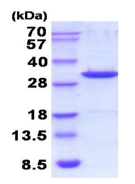 Recombinant mouse Galectin 3 protein (Active)(ab224635)