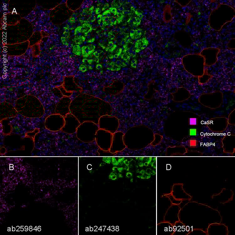Anti-Cytochrome C antibody [EP1326-80-5](AB76107)
