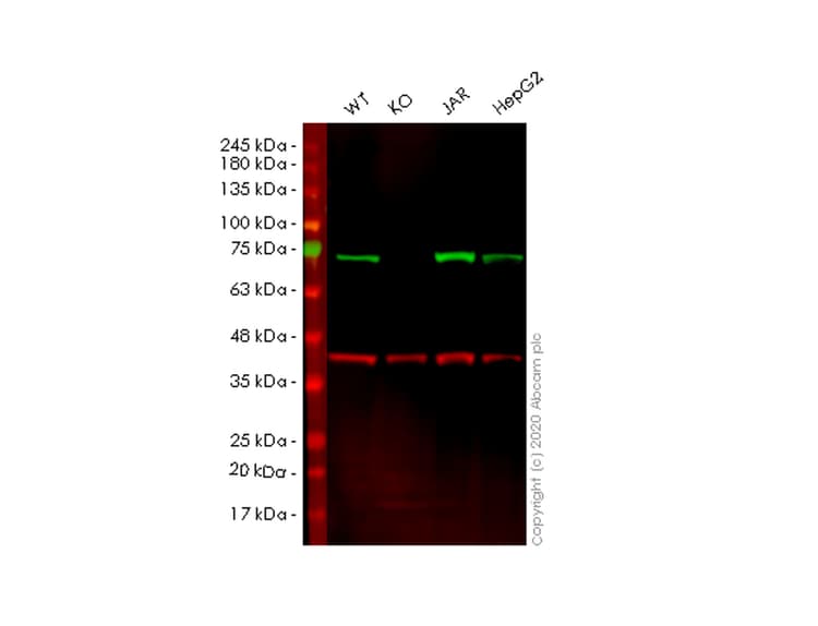Anti-Cip4 antibody [EPR1966(2)](AB108277)