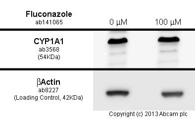 Fluconazole Cytochrome P450 Inhibitor Ab141065  Functional Studies Img39292