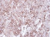 Caveolin 2 Antibody Ab97476  Immunohistochemistry Formalin Pfa Fixed Paraffin Embedded Sections Img118257