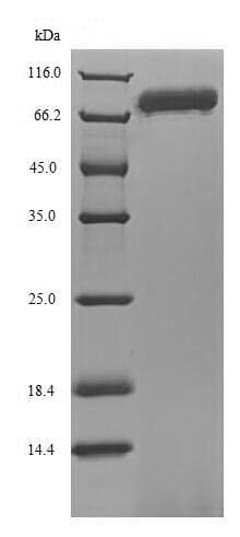 Recombinant Human ENOX1 protein (His tag)(AB235676)