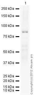 Mmp9 Antibody Ab73734  Western Blot Img160809