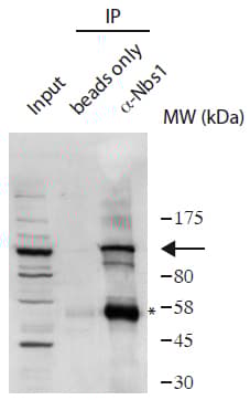 Anti-p95/NBS1 antibody(AB175800)