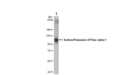 Anti-Sodium Potassium ATPase alpha 1 antibody [HL114](ab308329)
