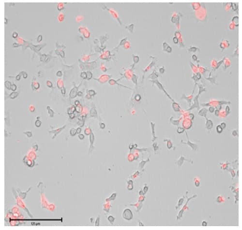 Microglia - Human iPSC derived cells (Male, WC-30)(AB315372)