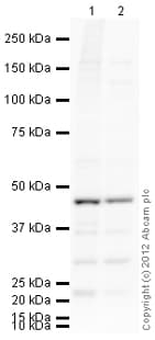 Goat Rabbit Igg H L Hrp Preadsorbed Ab97080  Western Blot Img93388