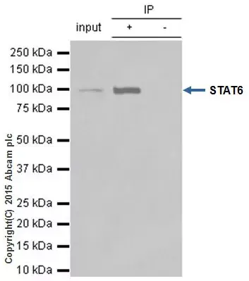 Anti-STAT6 antibody [YE361](AB32520)