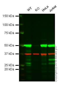 Irf3 Antibody Ep2419y Ab76409  Western Blot Img224