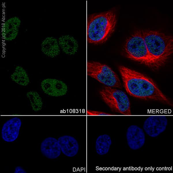 Anti-BRG1 antibody [EPR3912](AB108318)