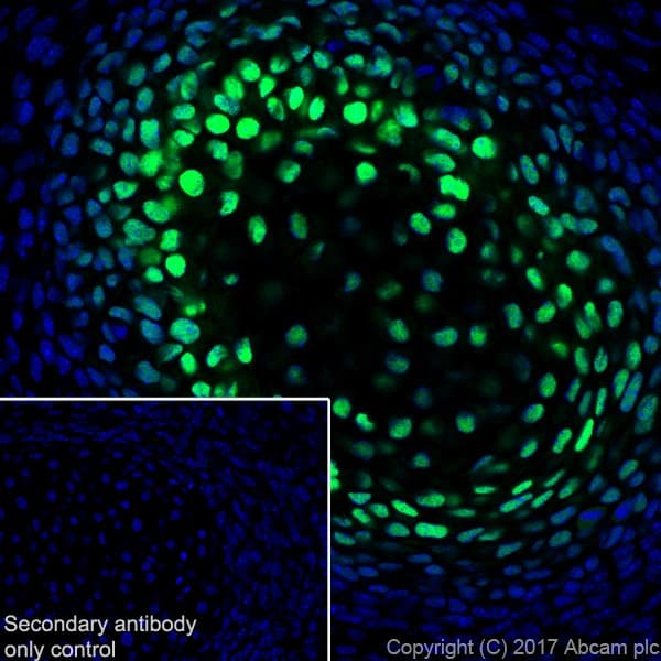 Anti-Sp7 / Osterix antibody [EPR21034] - BSA and Azide free(ab227820)