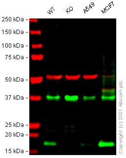 Anti-CD9 antibody [EPR23105-121](AB236630)