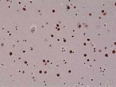 Anti-5-hydroxymethylcytosine (5-hmC) antibody [RM236](AB214728)
