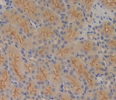 Anti-FPGS antibody(ab231540)