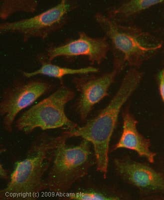 Mmp8 Antibody Ab53017  Immunocytochemistry Immunofluorescence Img128278