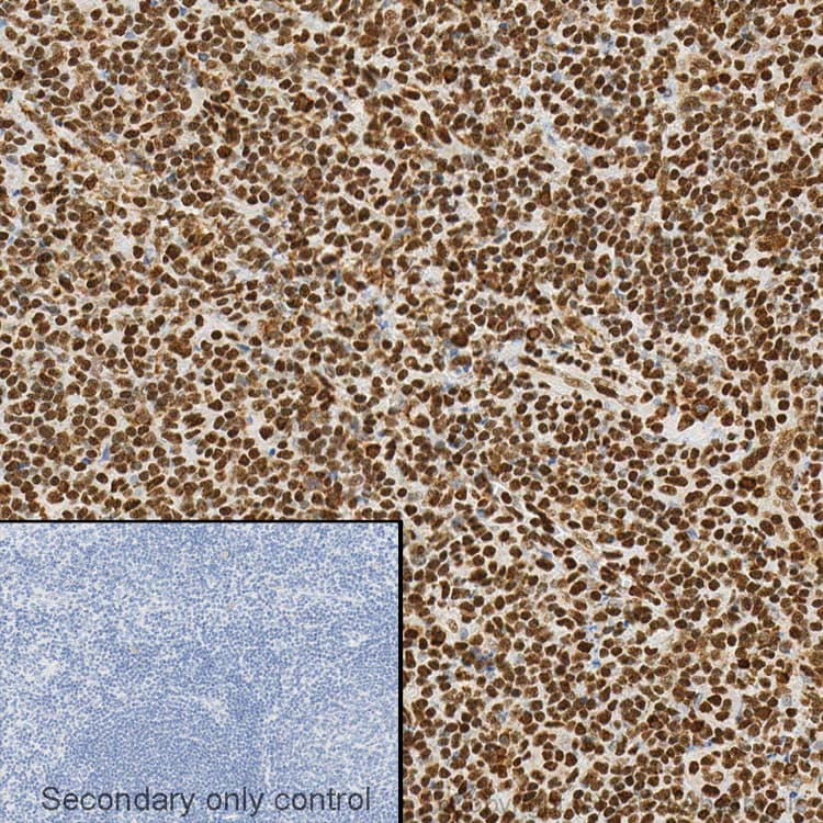 Anti-HMGB1 antibody [EPR3507](AB79823)