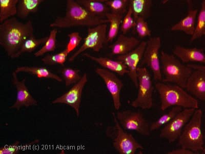 Anti-GM130 antibody [EP892Y] - cis-Golgi Marker(AB52649)