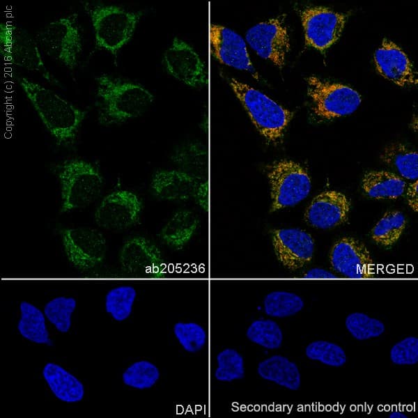 Anti-Mitofusin 2 antibody [EPR19796] - BSA and Azide free(AB251422)