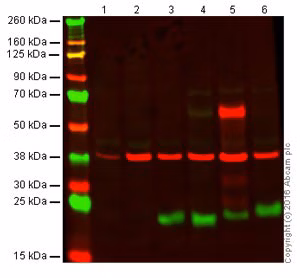 Western blot showing anti-CD3 epsilon antibody (ab16669) at 1/25 dilution: 23 kDa (green) and loading control (ab8245) at 37 kDa (red).
