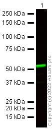 Anti-alpha Tubulin antibody - Microtubule Marker(AB18251)