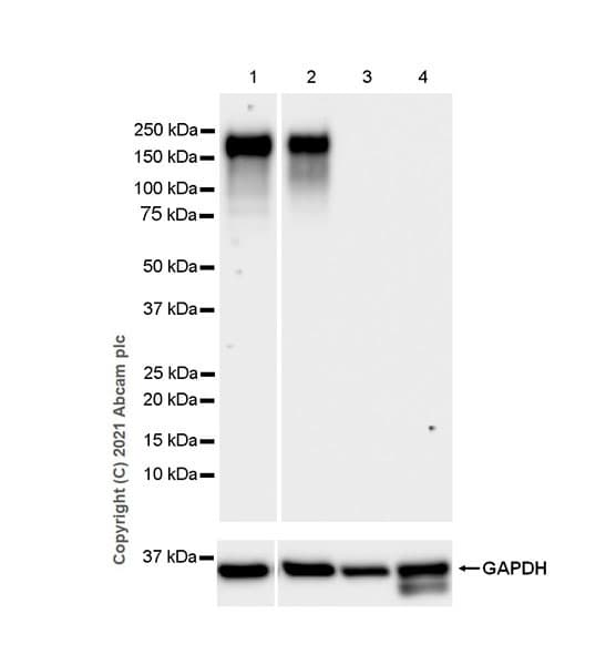Anti-OSMR antibody [EPR24786-50] - BSA and Azide free(AB284413)