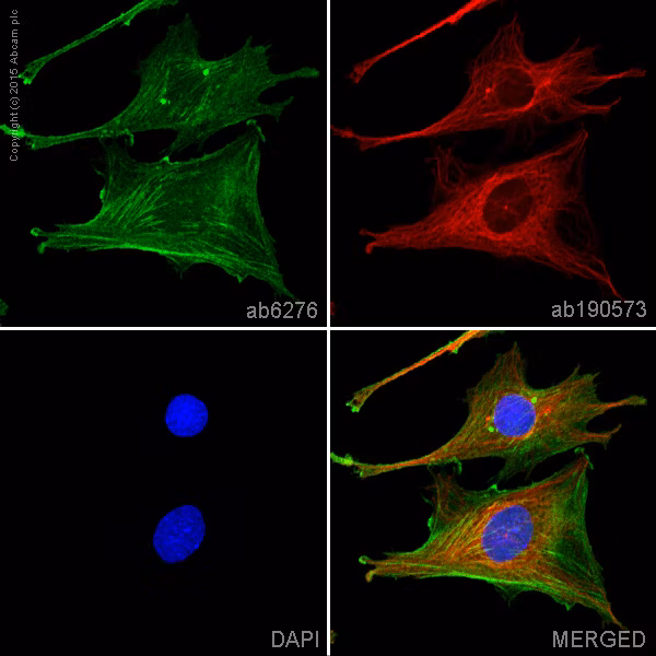 ab6276 staining beta actin in SV40LT-SMC cells.