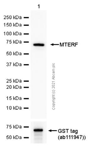 Mterf Antibody Epr14202 Ab181836  Western Blot Img171077