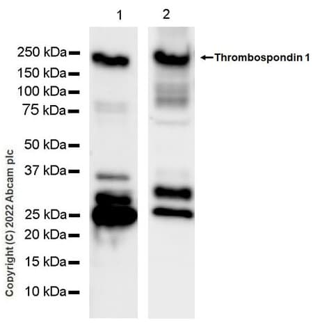 Thrombospondin 1 Antibody Epr22928 10 Bsa And Azide Free Ab263952  Western Blot Img400241