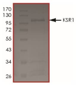 Recombinant Human KSR1 protein (Tagged)(AB268719)