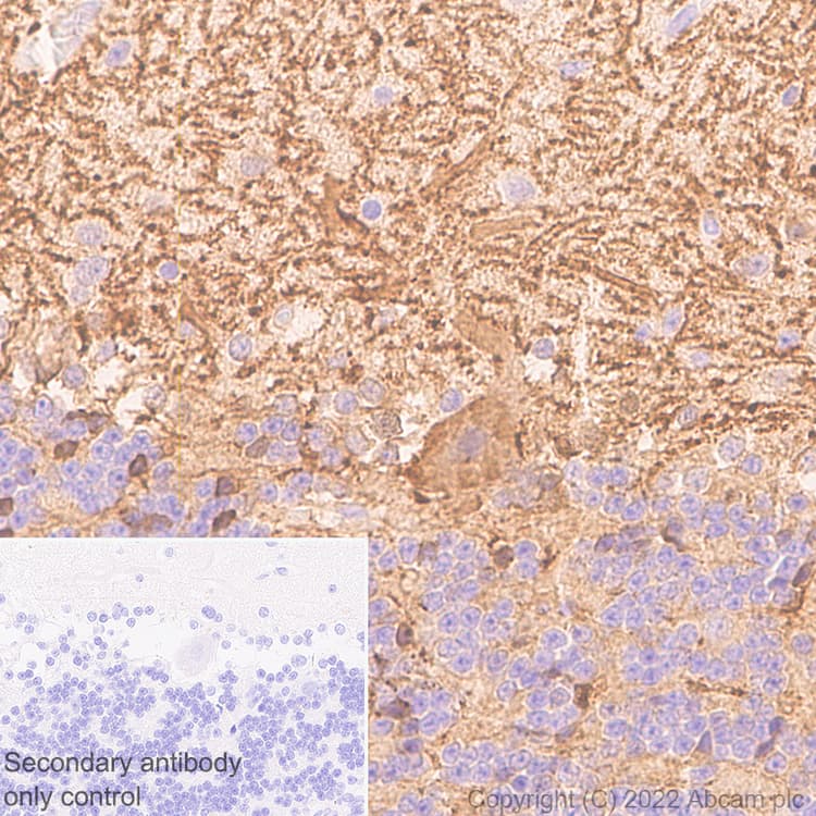 Anti-Aldolase C - C-terminal antibody [EPR26896-2] - BSA and Azide free(AB307413)
