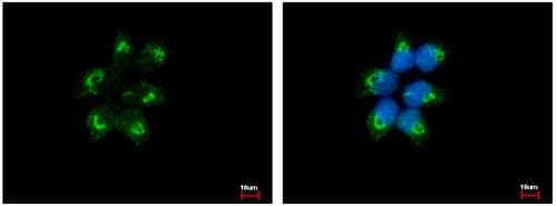 Eif1ay Antibody Ab155546  Immunocytochemistry Immunofluorescence Img37611