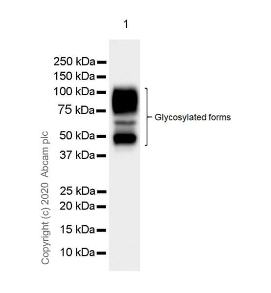 Anti-CEACAM6 antibody [EPR23956-80](AB275022)