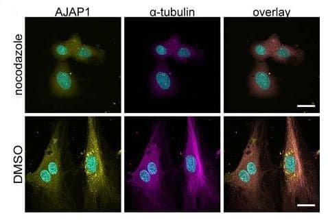 Anti-alpha Tubulin antibody [EP1332Y] - Microtubule Marker(AB52866)