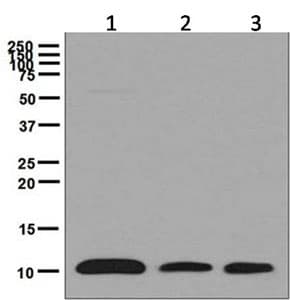 Anti-BANF1/BAF antibody [EPR7668](AB129184)