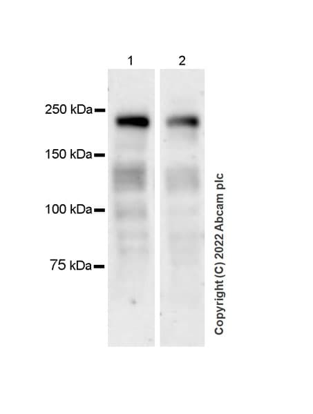 Anti-Brd4 antibody [EPR25425-23](AB289886)