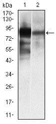 Anti-Alkaline Phosphatase, Tissue Non-Specific antibody [2F4](AB126820)
