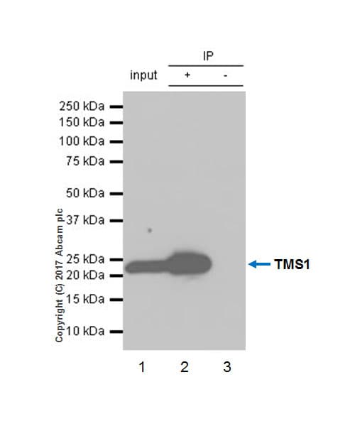 Anti-TMS1/ASC antibody [EPR10402(B)] - BSA and Azide free(AB249023)