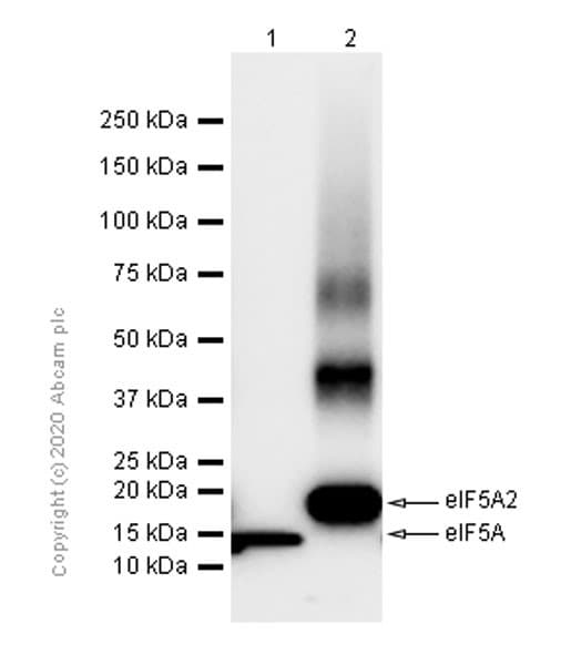 Anti-eIF5A2 + eIF5A antibody [EPR7412-50] - BSA and Azide free(AB271915)