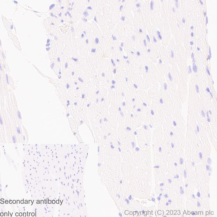 Anti-TMEM119 antibody [RM1075] - BSA and Azide free(AB314915)