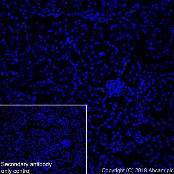 Anti-MAP2 antibody [EPR22036-127](AB221693)