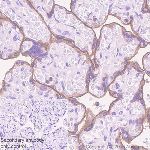 Anti-PD-L1 antibody [SP142] - BSA and Azide free(ab236238)