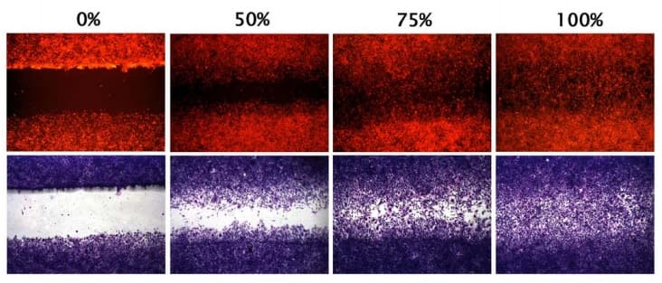 Wound Healing Assay(AB242285)