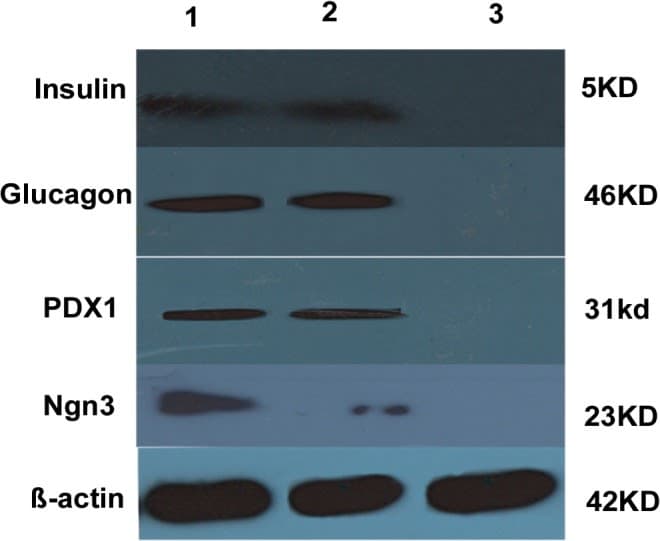 Anti-PDX1 antibody [OTI2A12](AB84987)
