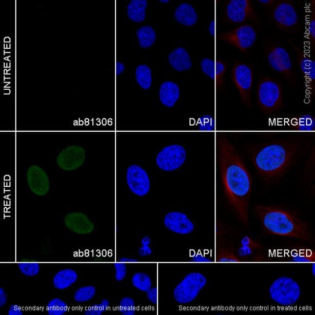 Goat Anti-Rabbit IgG H&L (Alexa Fluor® 488) preadsorbed(AB150081)