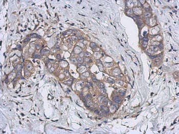 Cyp2j2 Antibody Ab151996  Immunohistochemistry Formalin Pfa Fixed Paraffin Embedded Sections Img32716