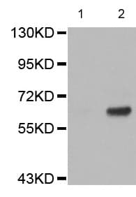 Anti-Paxillin (phospho Y31) antibody(AB194755)