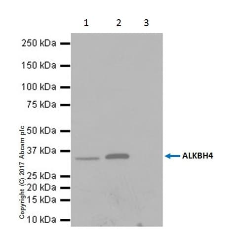 Alkbh4 Antibody Epr19216 Ab195379  Immunoprecipitation Img4009