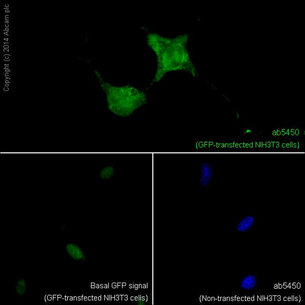 Anti-GFP antibody(AB5450)