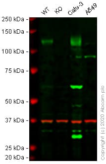 Human ACE2 knockout Hep G2 cell lysate(ab275495)