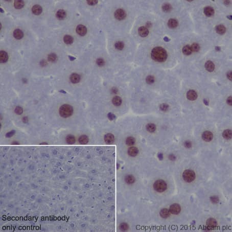 Anti-EHMT2/G9A antibody [EPR18894] - ChIP Grade - BSA and Azide free(AB240289)